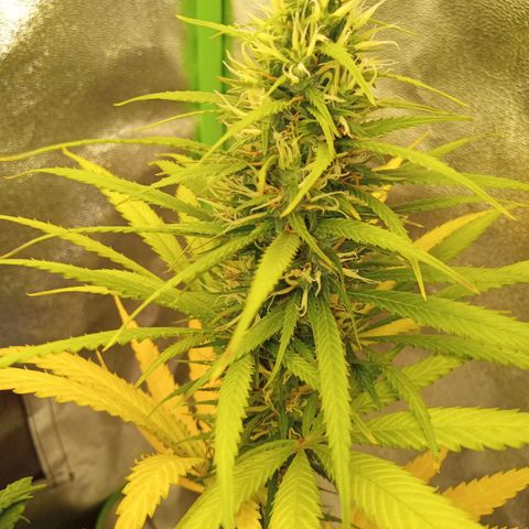 Seend Aleatória (Natural) growlog timeline photo