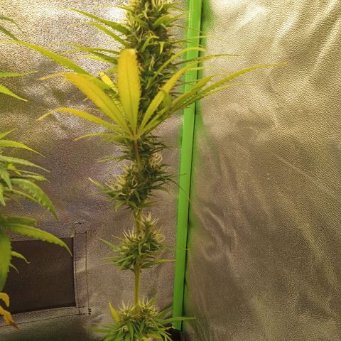 Seend Aleatória (Natural) growlog timeline photo