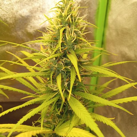 Seend Aleatória (Natural) growlog timeline photo