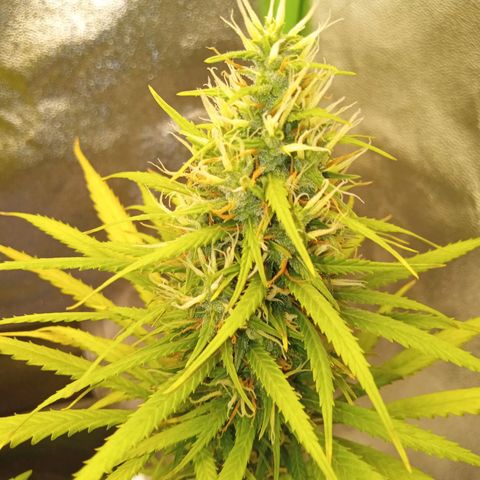 Seend Aleatória (Natural) growlog timeline photo