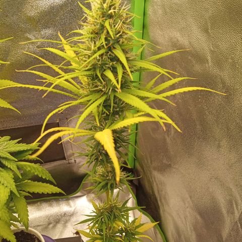 Seend Aleatória (Natural) growlog timeline photo