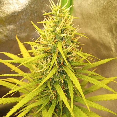 Seend Aleatória (Natural) growlog timeline photo