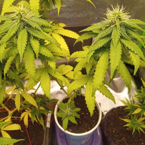 Bodinho growlog timeline photo