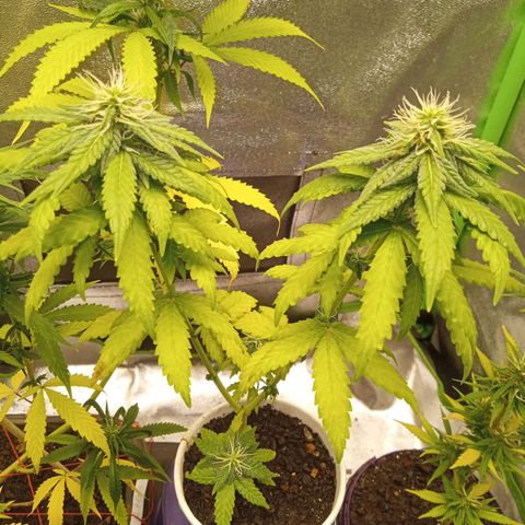 Bodinho growlog timeline photo
