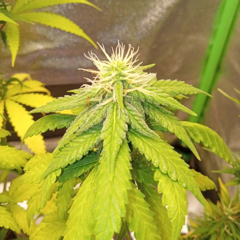 Bodinho growlog timeline photo
