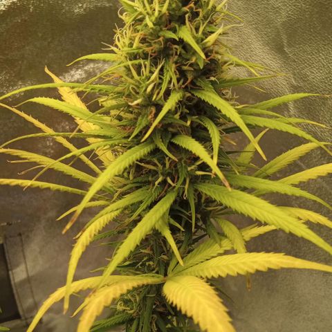 Seend Aleatória (Natural) growlog timeline photo
