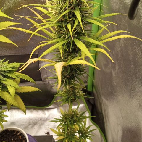 Seend Aleatória (Natural) growlog timeline photo