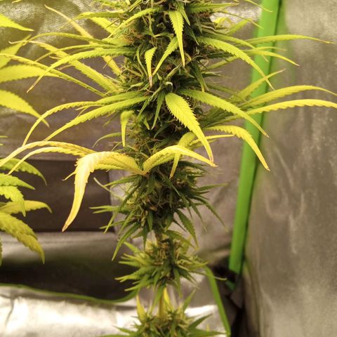 Seend Aleatória (Natural) growlog timeline photo