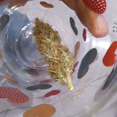 Seend Aleatória (Natural) growlog timeline photo