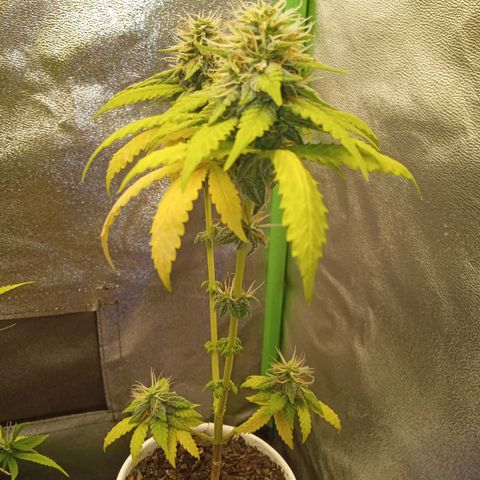 Bodinho growlog timeline photo
