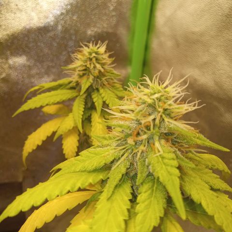 Bodinho growlog timeline photo