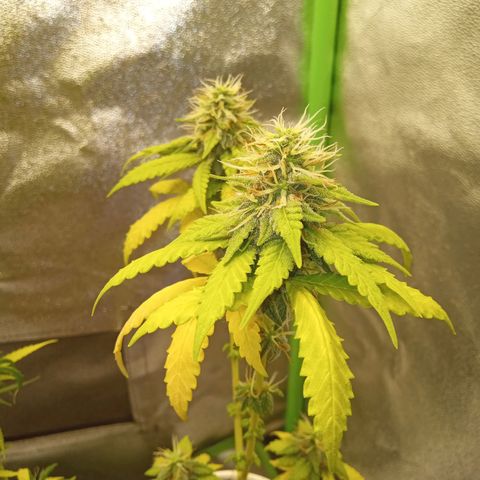 Bodinho growlog timeline photo