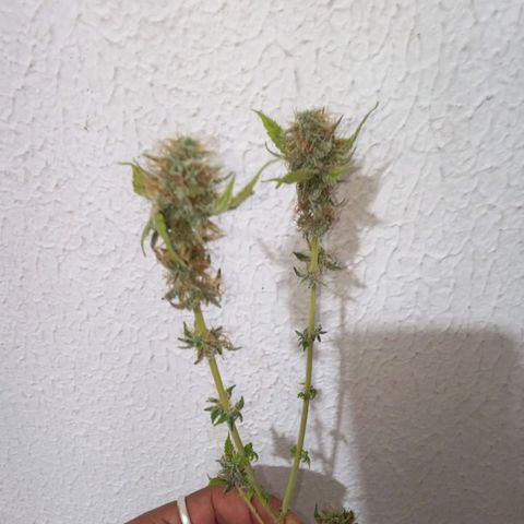 Bodinho growlog timeline photo