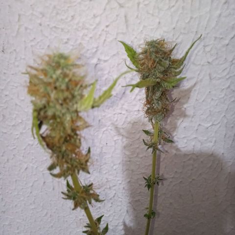 Bodinho growlog timeline photo