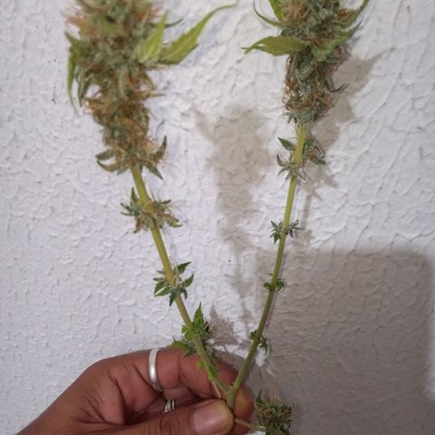 Bodinho growlog timeline photo