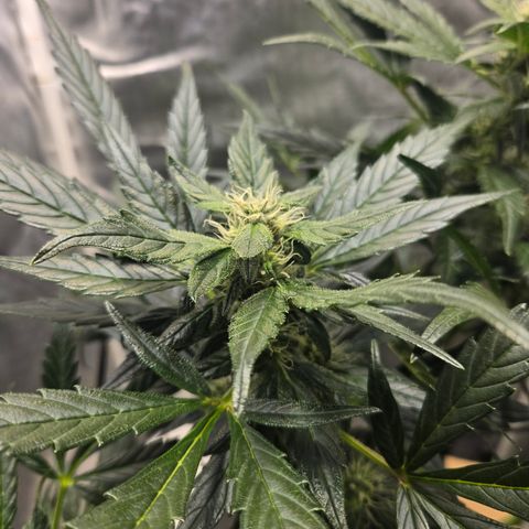 Foto de la cronología del growlog de Do-Si-Dos Auto