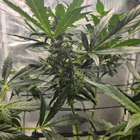 Foto de la cronología del growlog de Do-Si-Dos Auto