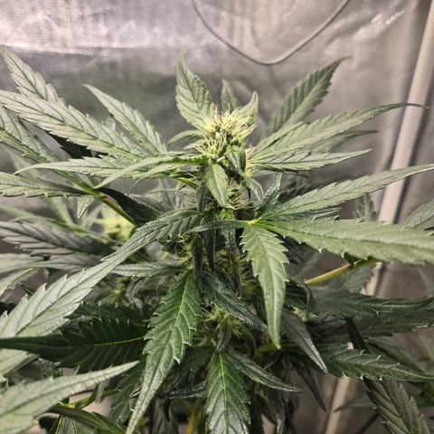 Foto de la cronología del growlog de Do-Si-Dos Auto