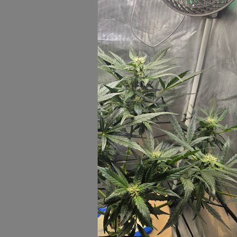 Foto de la cronología del growlog de Do-Si-Dos Auto