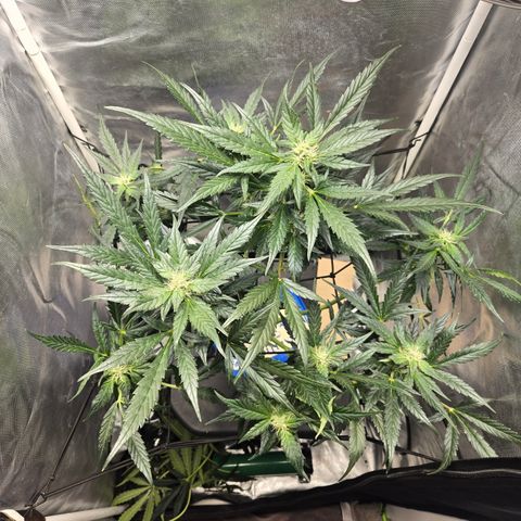 Foto de la cronología del growlog de Do-Si-Dos Auto