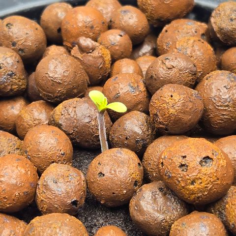 Big Bud growlog timeline photo