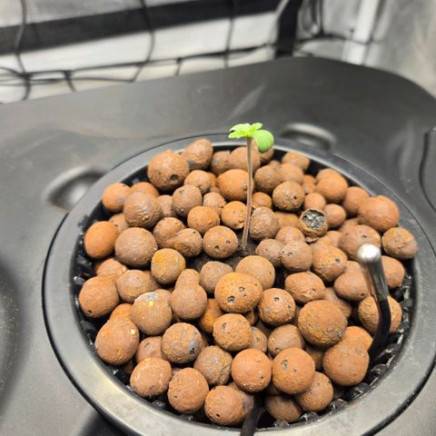 Big Bud growlog timeline photo