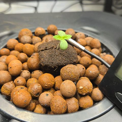 Big Bud growlog timeline photo