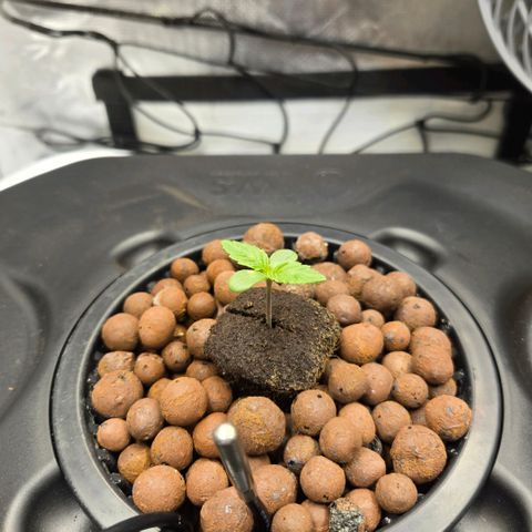Big Bud growlog timeline photo
