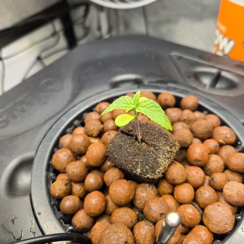 Big Bud growlog timeline photo