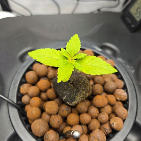 Big Bud growlog timeline photo