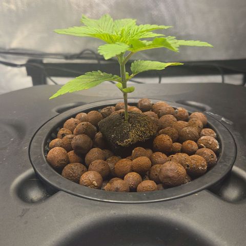 Big Bud growlog timeline photo