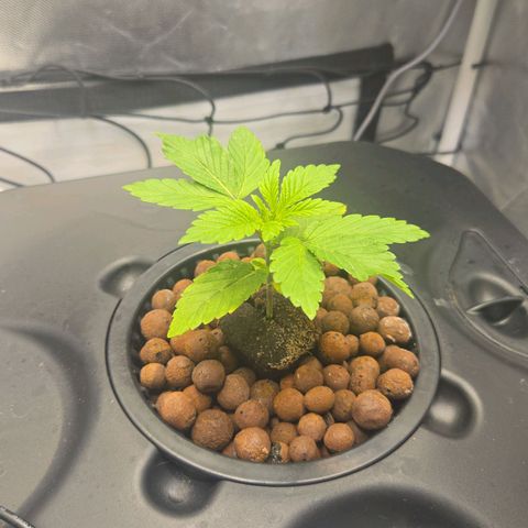 Big Bud growlog timeline photo