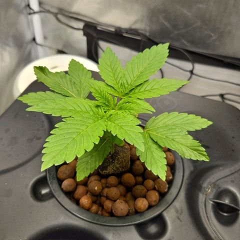 Big Bud growlog timeline photo