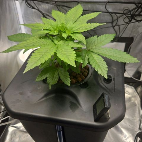 Big Bud growlog timeline photo