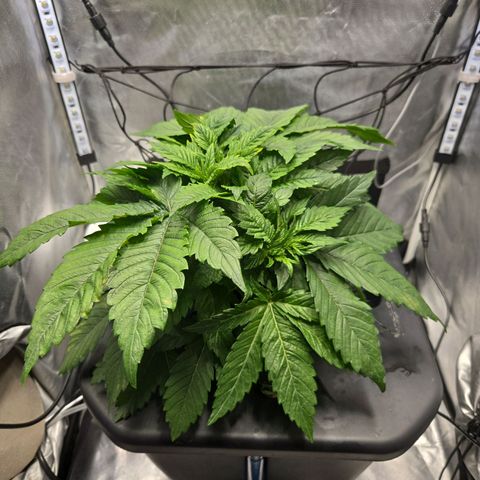 Big Bud growlog timeline photo