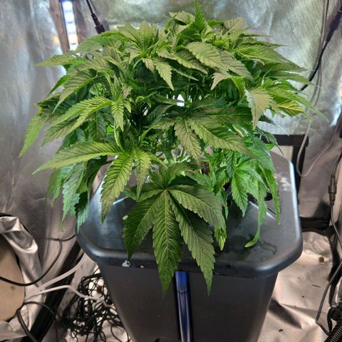 Big Bud growlog timeline photo