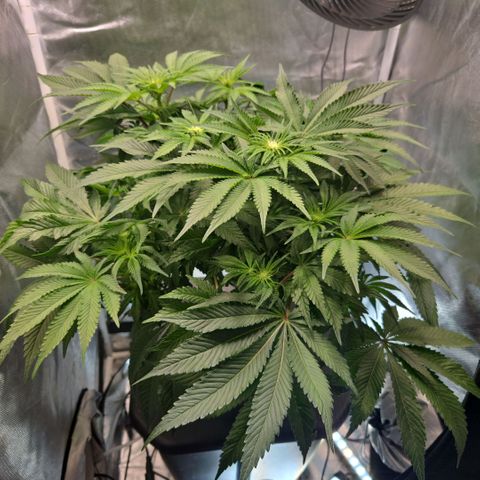 Big Bud growlog timeline photo