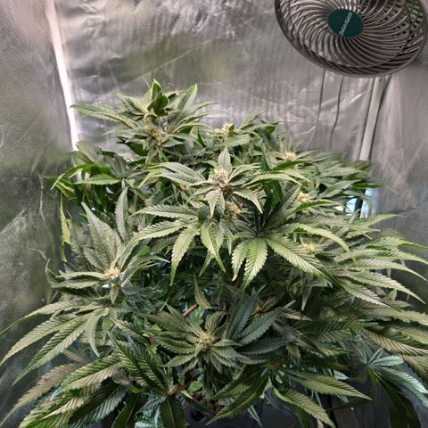 Big Bud growlog timeline photo