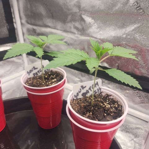 Sour Patch Kiss growlog timeline photo