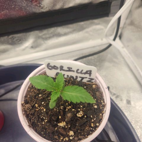 Gorilla Runtz growlog timeline photo
