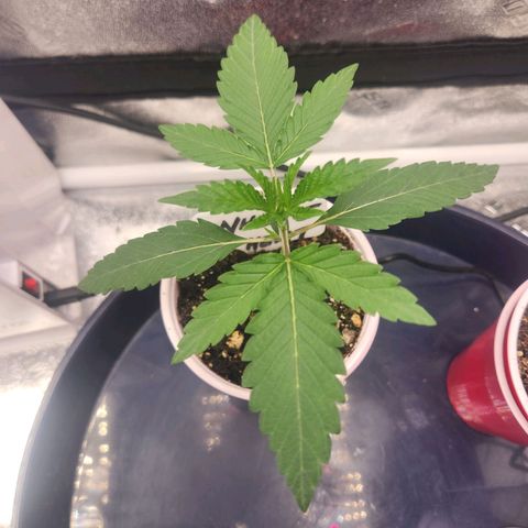 White Heat growlog timeline photo