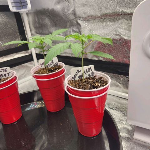 Sour Patch Kiss growlog timeline photo