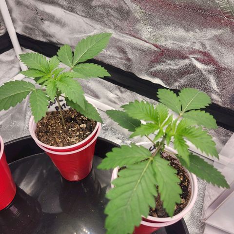 Sour Patch Kiss growlog timeline photo