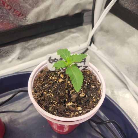 Gorilla Runtz growlog timeline photo