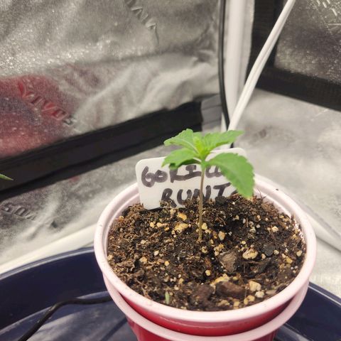 Gorilla Runtz growlog timeline photo