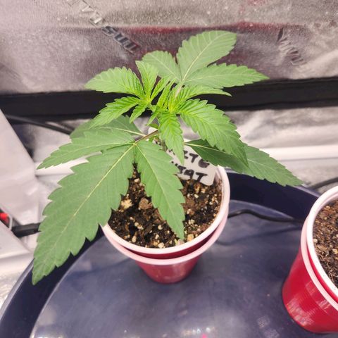 White Heat growlog timeline photo