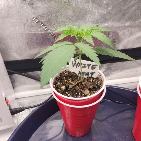 White Heat growlog timeline photo