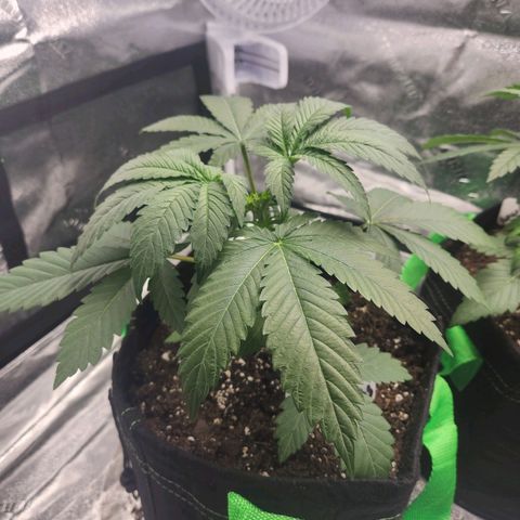 Sour Patch Kiss growlog timeline photo