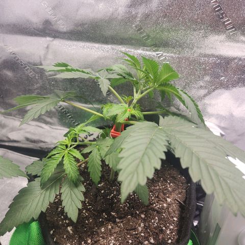 Sour Patch Kiss growlog timeline photo