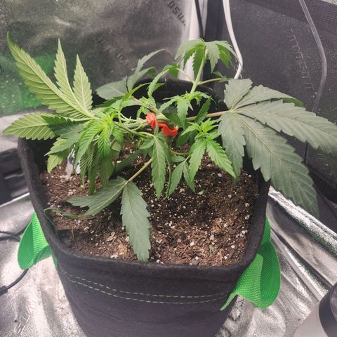 White Heat growlog timeline photo